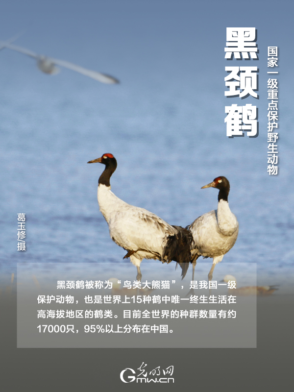 【海報(bào)】國(guó)際珍稀動(dòng)物保護(hù)日|以“珍惜”守護(hù)“珍稀”