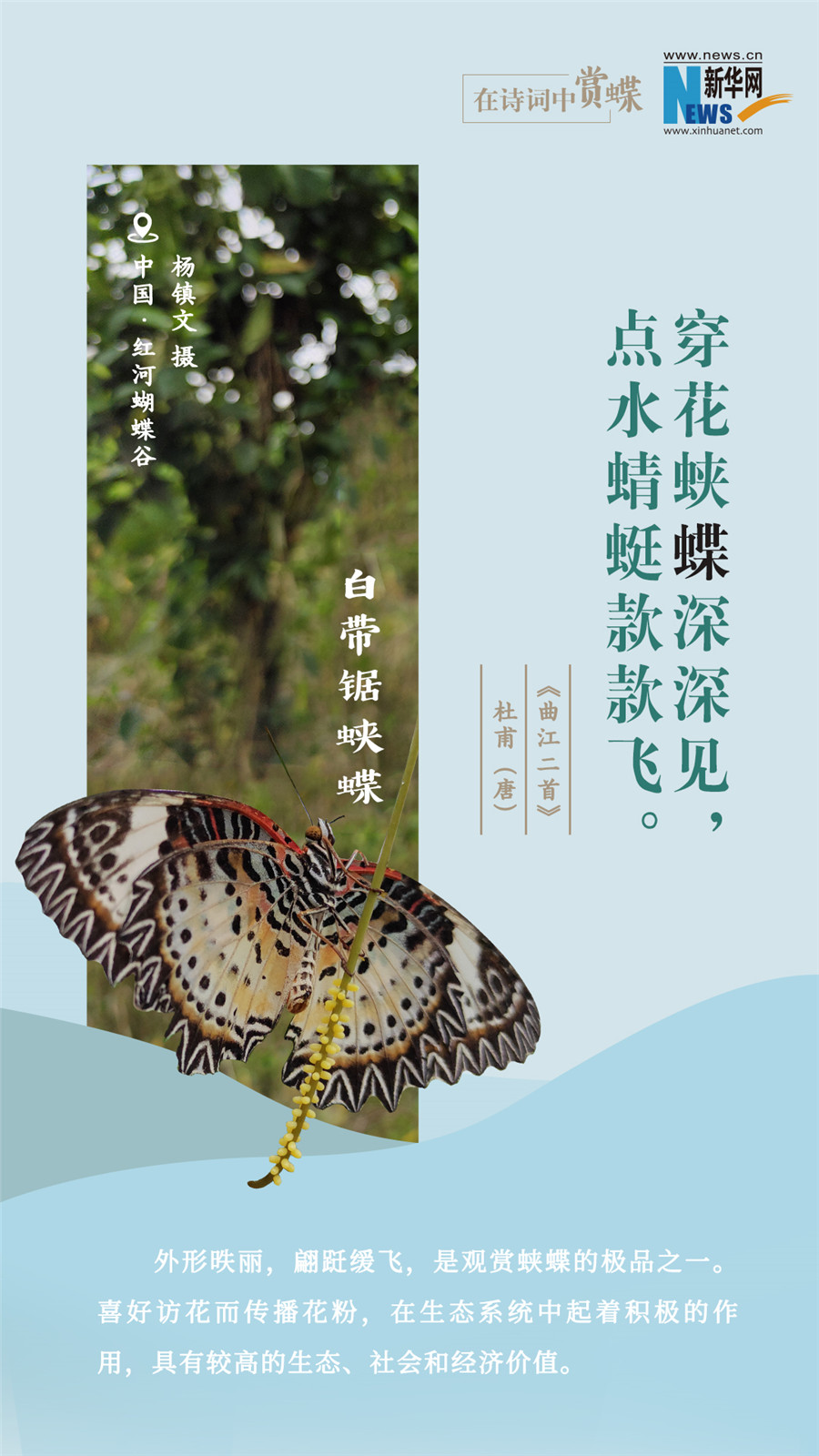 創(chuàng)意海報(bào)|在詩(shī)詞中賞蝶:翩翩舞態(tài) 詩(shī)以詠蝶