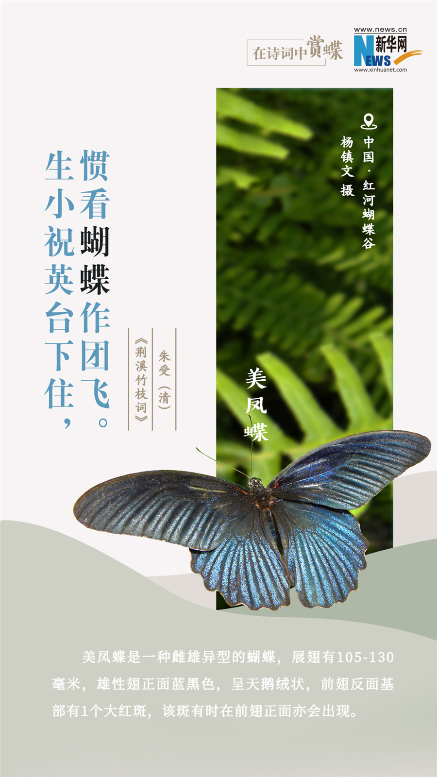 創(chuàng)意海報(bào)|在詩(shī)詞中賞蝶:翩翩舞態(tài) 詩(shī)以詠蝶