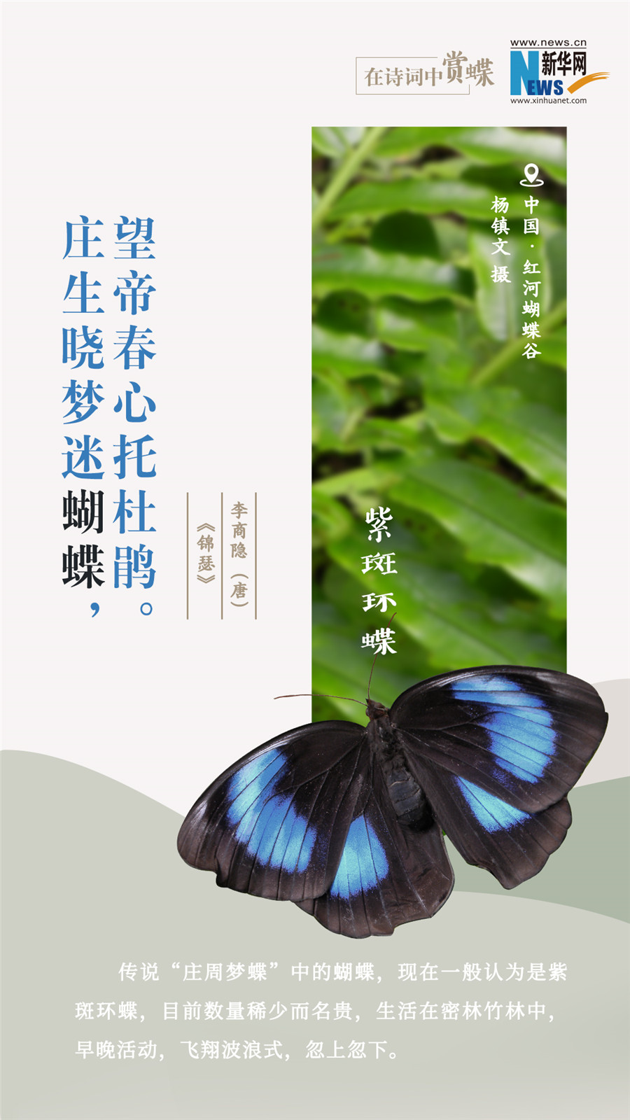 創(chuàng)意海報(bào)|在詩(shī)詞中賞蝶:翩翩舞態(tài) 詩(shī)以詠蝶