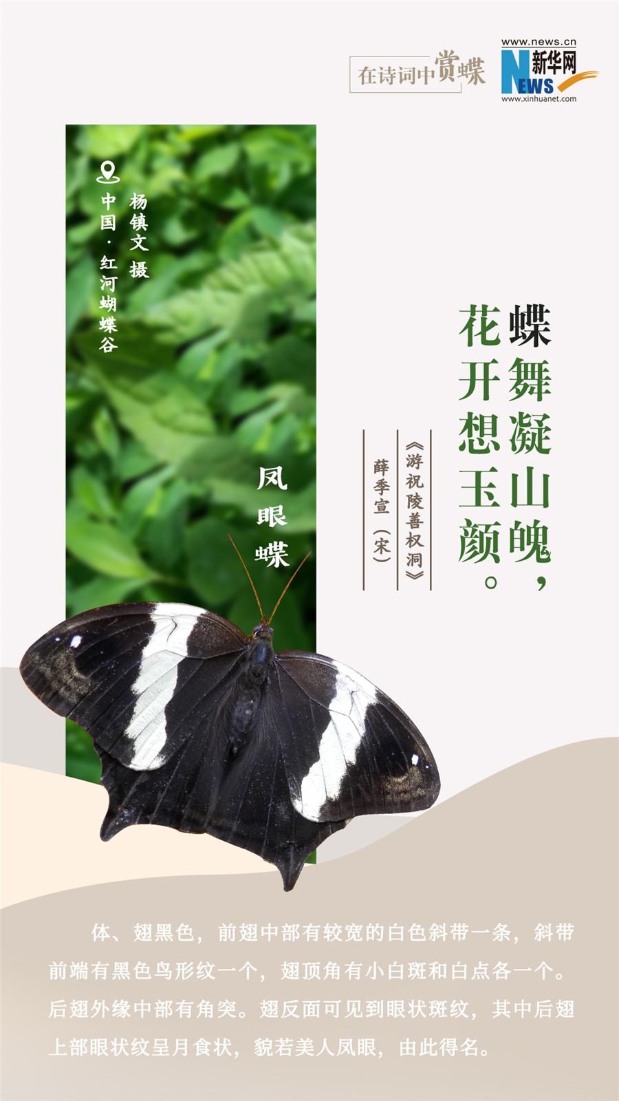 創(chuàng)意海報(bào)|在詩(shī)詞中賞蝶:翩翩舞態(tài) 詩(shī)以詠蝶