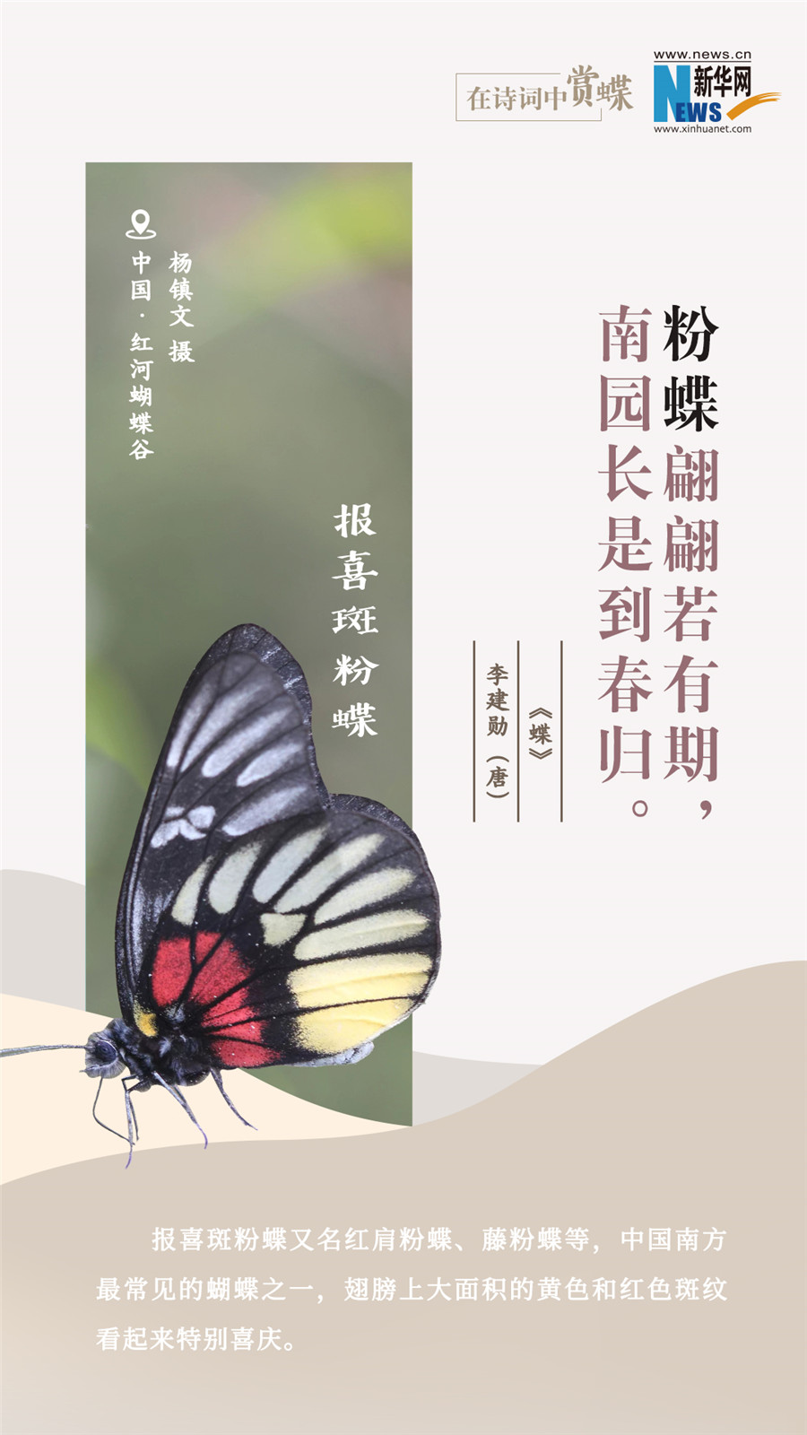 創(chuàng)意海報(bào)|在詩(shī)詞中賞蝶:翩翩舞態(tài) 詩(shī)以詠蝶