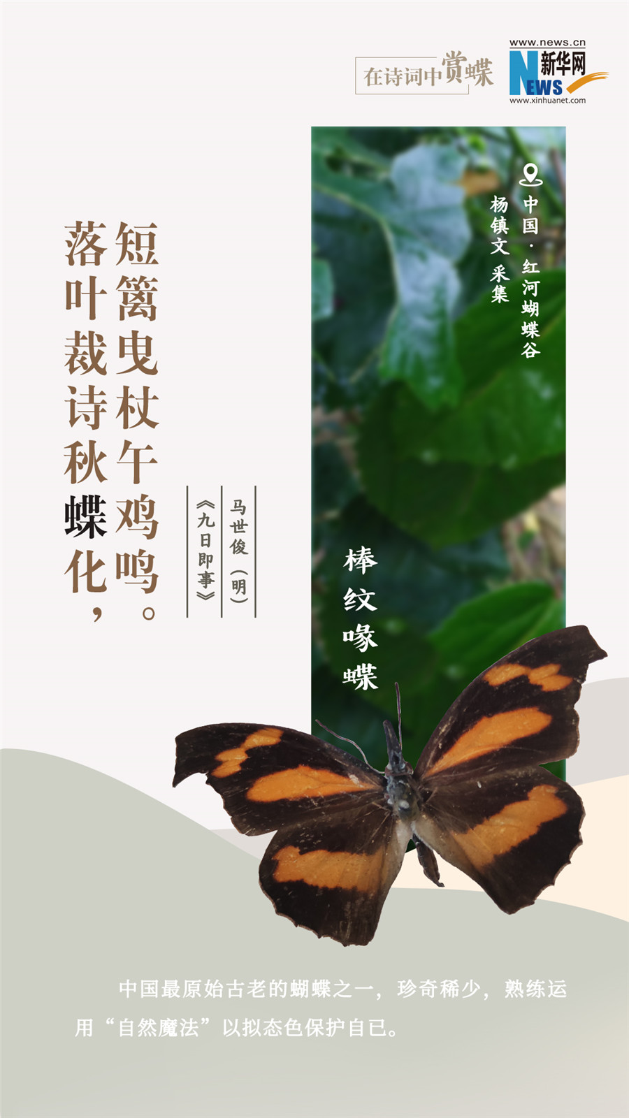 創(chuàng)意海報(bào)|在詩(shī)詞中賞蝶:翩翩舞態(tài) 詩(shī)以詠蝶