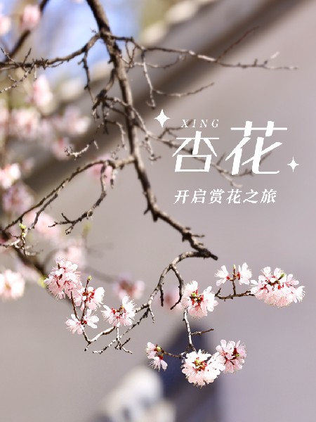追花指南第六期！杏花雨 楊柳風(fēng) 北京最美的杏花在這里