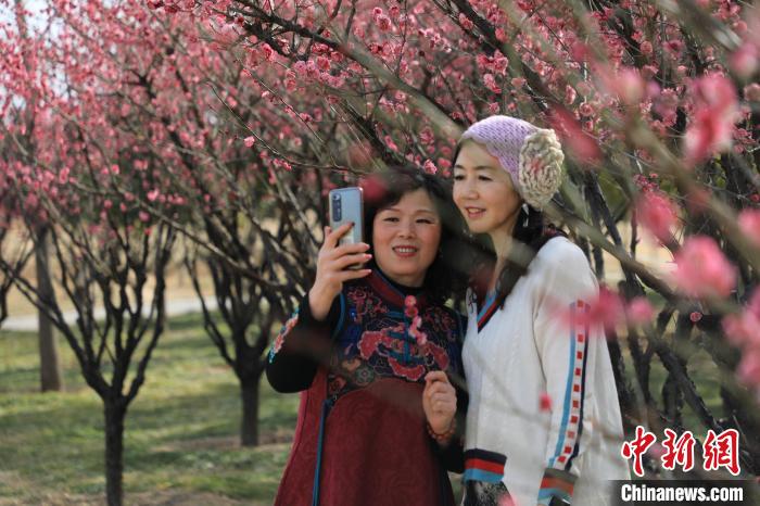 市民在梅花樹下拍照?！∴囆?qiáng) 攝