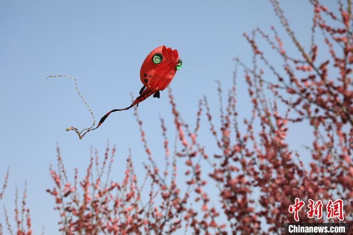 風(fēng)箏在花中飛舞?！∴囆?qiáng) 攝