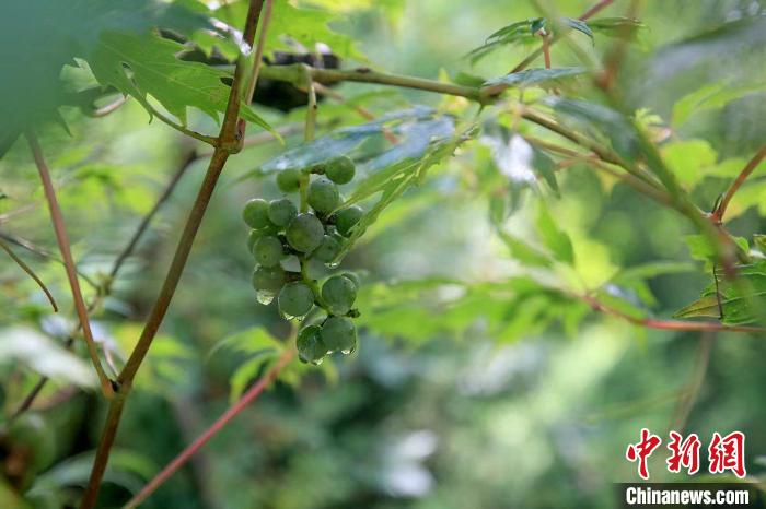 野生動物在北京：如何筑牢生物多樣性“保護網(wǎng)”？