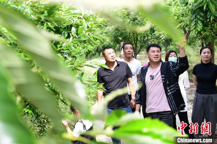 游客在欣賞栗樹(shù)花?！『略破?攝