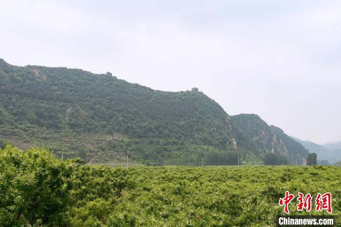 長(zhǎng)城腳下萬(wàn)畝栗花綻放，散發(fā)出淡淡清香?！『略破?攝