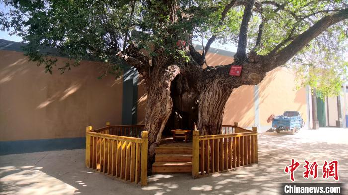 圖為阿河灘地質(zhì)文化村樹齡高達800年的空心古榆樹。　張海雯 攝