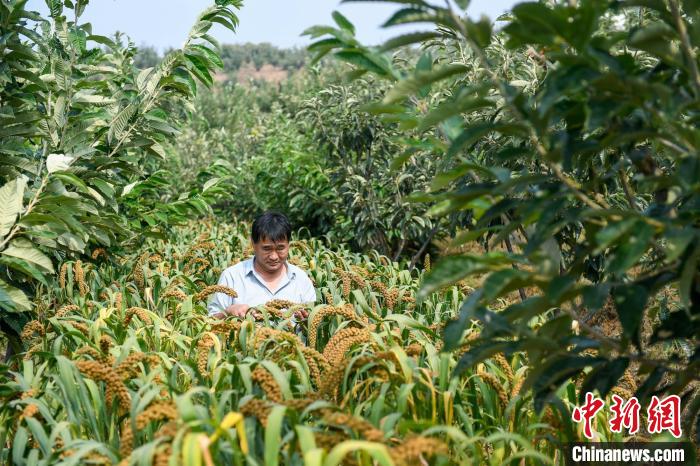 農(nóng)業(yè)專家劉正理正在查看谷子生長情況?！≮w亮 攝