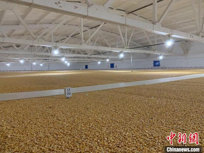 倉(cāng)內(nèi)清涼干爽、遍地金黃，上千平方米的糧食盡收眼底?！⊥趸萘?攝