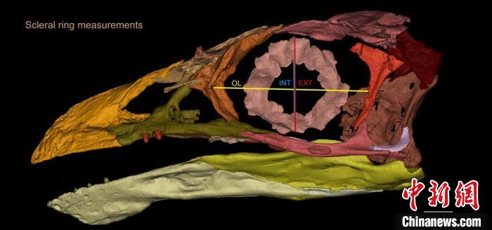 熱河鳥STM3-8化石標(biāo)本的鞏膜環(huán)復(fù)原及測量示意圖?！『?供圖