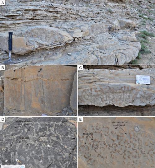 寒武系生物礁沉積模式示意圖?！∧瞎潘?供圖
