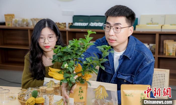 北山口村的佛手電商直播?！≈鬓k方供圖