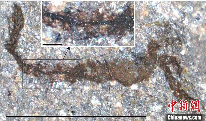 一個類似于寒武紀大附肢綱節(jié)肢動物Yohoia的新物種(圖片來自Joe Botting)。　施普林格·自然 供圖