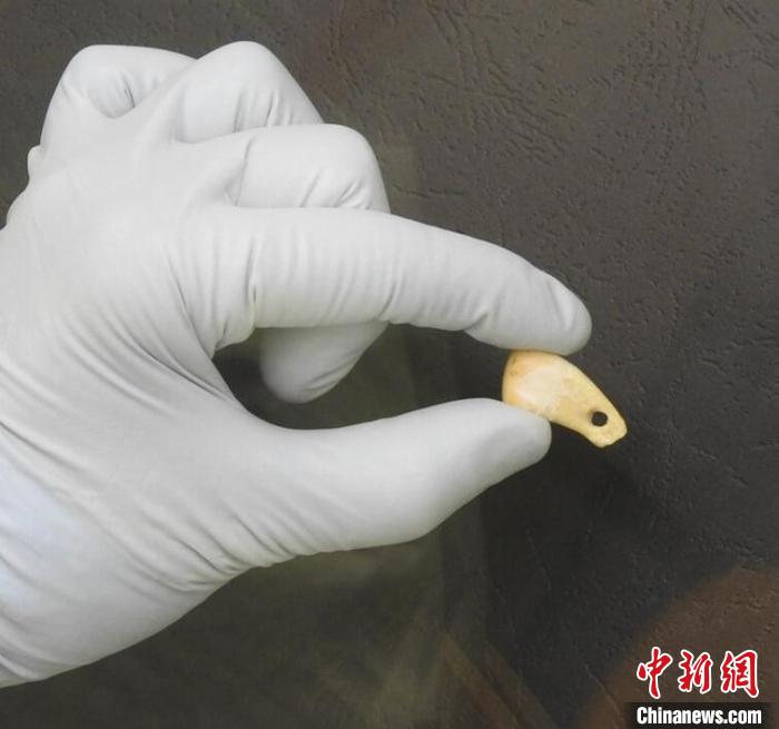 打孔鹿牙墜飾提取DNA后(圖片來自馬克斯·普朗克演化人類學(xué)研究所)?！∈┢樟指瘛ぷ匀?供圖