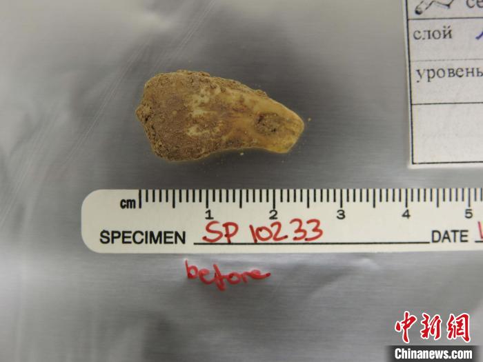 打孔鹿牙墜飾提取DNA前(圖片來自馬克斯·普朗克演化人類學(xué)研究所)?！∈┢樟指瘛ぷ匀?供圖