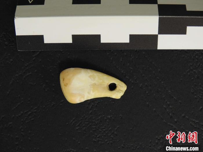 在南西伯利亞丹尼索瓦洞發(fā)現(xiàn)的打孔鹿牙墜飾(圖片來自馬克斯·普朗克演化人類學(xué)研究所)?！∈┢樟指瘛ぷ匀?供圖