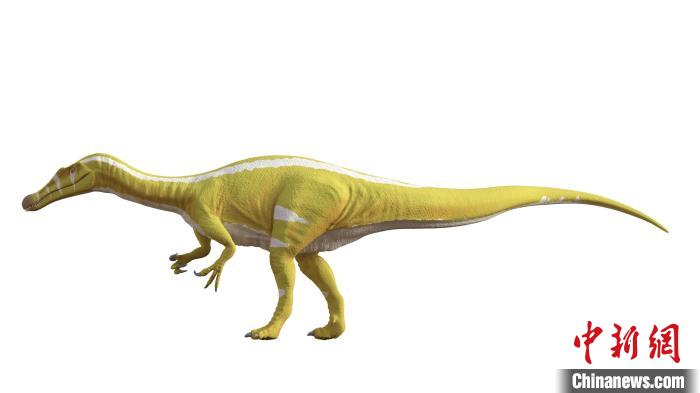 棘龍類(lèi)新物種Protathlitis cinctorrensis(圖源Grup Guix)?！∈┢樟指瘛ぷ匀?供圖