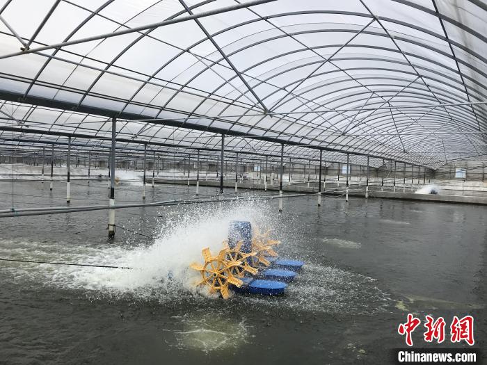 南美白對蝦養(yǎng)殖基地。　象山蝦蟹科技小院供圖