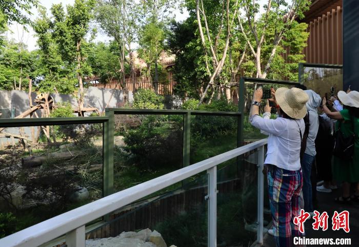 海外華文媒體近距離參觀大熊貓，探尋大熊貓的“大運(yùn)情緣”?！⊥趵?攝