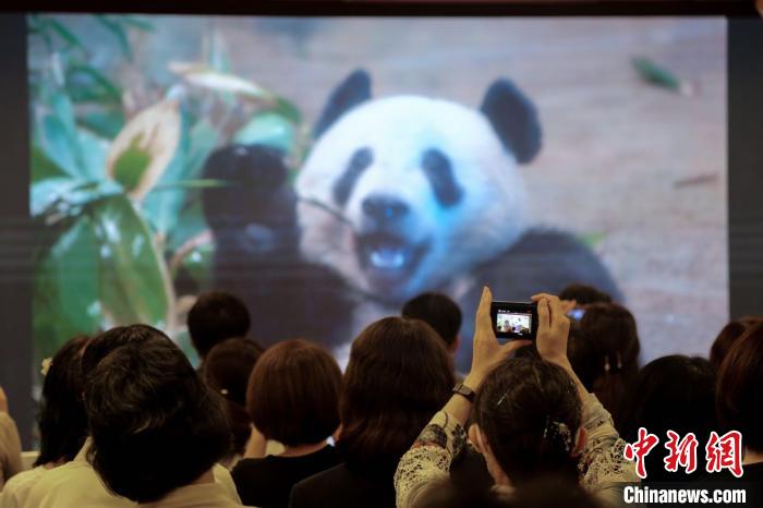 由中國駐東京旅游辦事處和東京中國文化中心共同主辦的大熊貓“香香”生日會(huì)在日本東京舉辦 蔣文月 攝
