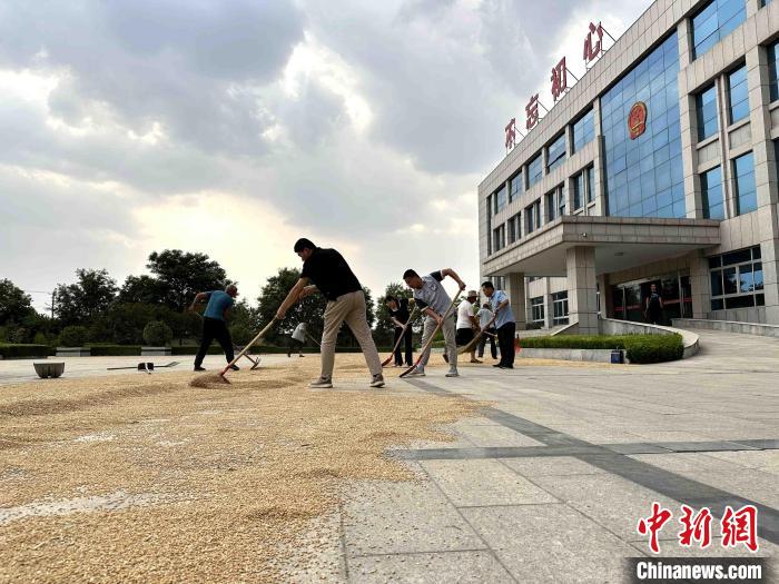 平原縣組織志愿者幫助農(nóng)民晾曬小麥。　張偉 攝