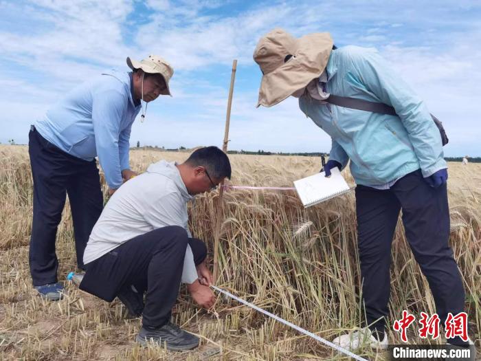 去年新疆冬小麥高產(chǎn)紀(jì)錄是863.8公斤。　薛瑋 攝