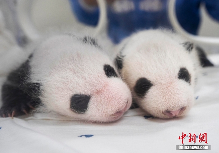 當(dāng)?shù)貢r間8月7日，韓國三星愛寶樂園公布雌性雙胞胎大熊貓幼崽(左為姐姐，右為妹妹)于6日拍攝的滿月照。愛寶樂園 供圖