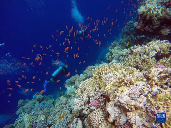  10月2日，人們?cè)诎＜拔髂伟雿u達(dá)哈布藍(lán)洞內(nèi)的珊瑚旁深潛。新華社記者 隋先凱 攝