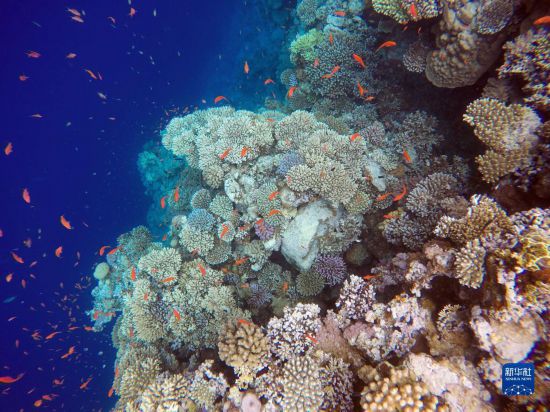  這是10月2日在埃及西奈半島達(dá)哈布藍(lán)洞內(nèi)拍攝的珊瑚和魚類。新華社記者 隋先凱 攝