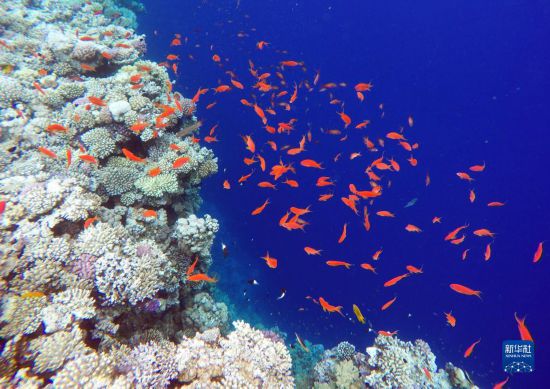  這是10月2日在埃及西奈半島達(dá)哈布藍(lán)洞內(nèi)拍攝的珊瑚和魚類。新華社記者 隋先凱 攝