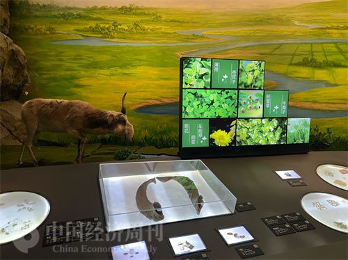   （中醫(yī)藥博物館展出的各類中藥材令人應(yīng)接不暇。中國經(jīng)濟周刊記者 郭志強 攝）