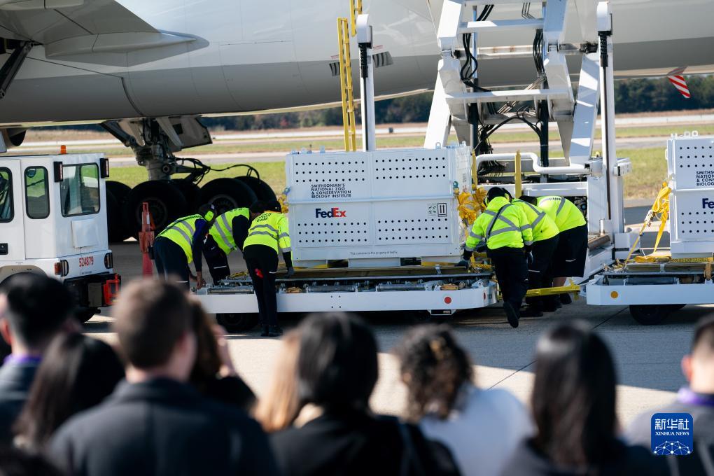 11月8日，在美國弗吉尼亞州的華盛頓杜勒斯國際機場，裝有大熊貓的特制“旅行包廂”準備運上專機。新華社記者劉杰攝
