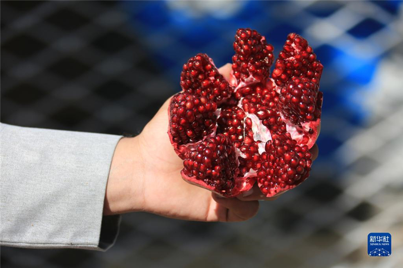 11月10日，在阿富汗首都喀布爾，商販展示產(chǎn)自阿富汗南部坎大哈省的石榴。新華社發(fā)（塞夫拉赫曼·薩菲攝）