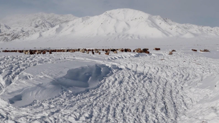 蒙古國(guó)近日發(fā)生雪災(zāi)。圖片來源：蒙政府網(wǎng)站
