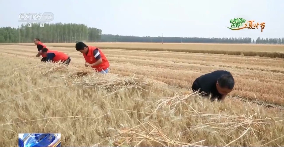 “三夏”生產(chǎn)思維導(dǎo)圖安排上了！還有政府大院等你來(lái)“曬”