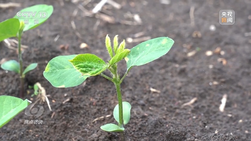 焦點(diǎn)訪談丨一粒良種 萬擔(dān)好糧 探索農(nóng)作物高產(chǎn)高質(zhì)“新密碼”