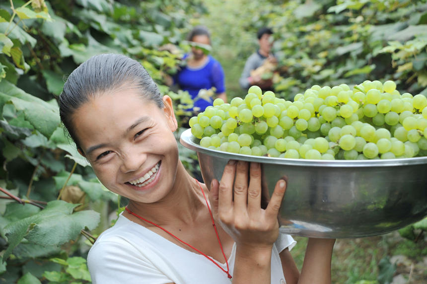“關(guān)口葡萄谷”正成為花坪鎮(zhèn)域經(jīng)濟(jì)發(fā)展的重要增長(zhǎng)點(diǎn)。