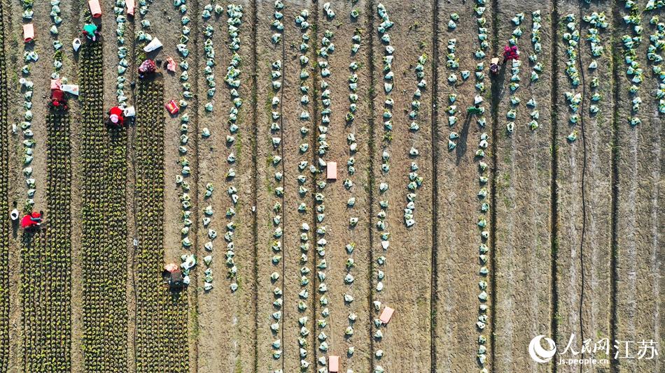 效佐社區(qū)村民對苗木進(jìn)行田間管理。丁華明攝