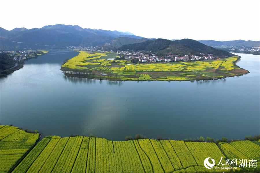 春江水暖，油菜花開(kāi)。人民網(wǎng) 李芳森攝