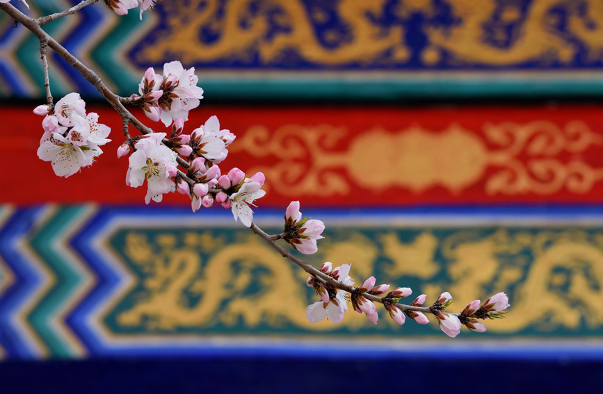 “云”賞桃花相映紅。紅橋區(qū)委宣傳部供圖