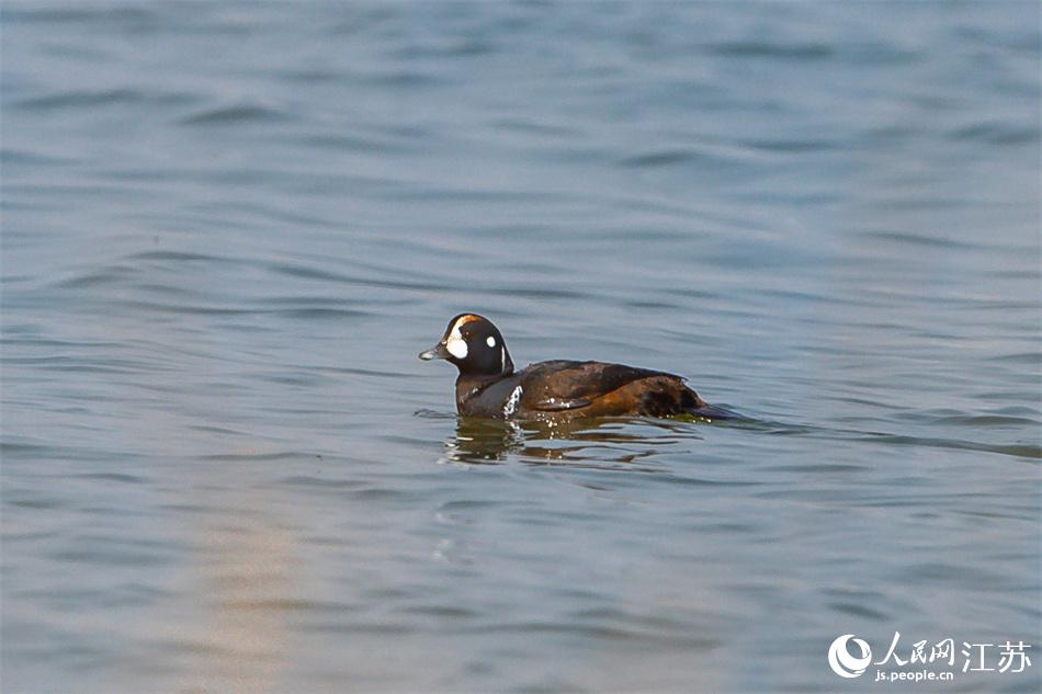 丑鴨首次現(xiàn)身鹽城黃海濕地。 周晨曦攝