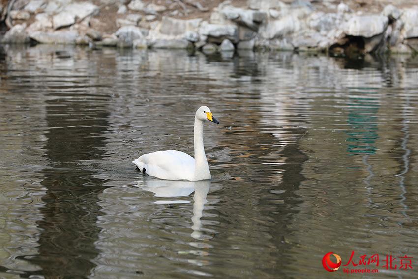 北京動物園水禽湖上，水鳥游弋其中，傳遞春的消息。人民網(wǎng) 尹星云攝