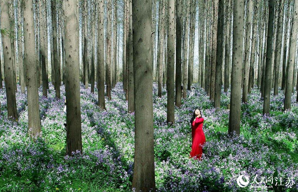 大地好像鋪上了夢(mèng)幻般的地毯，分外迷人。陳義寶攝