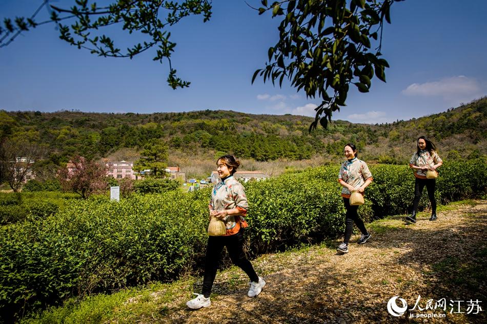 茶農(nóng)走進(jìn)茶園。浦克承攝