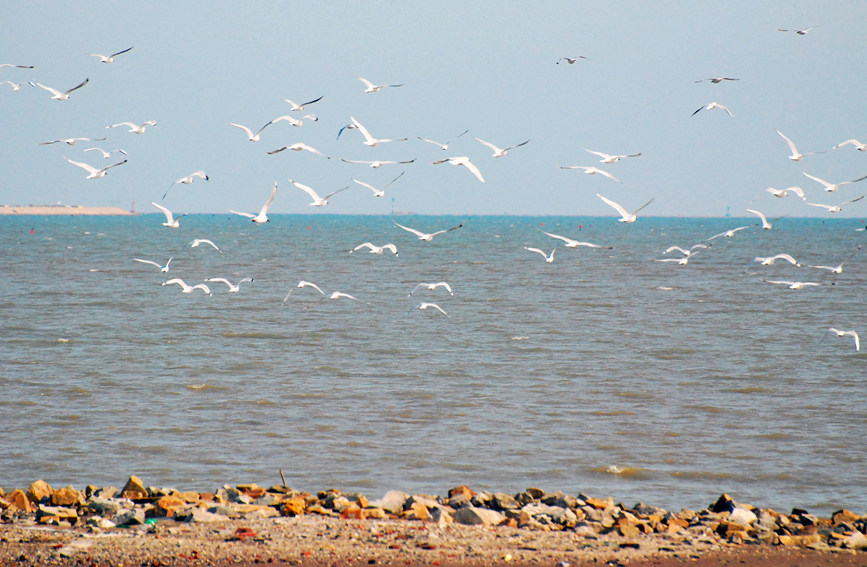 “鳥中大熊貓”遺鷗飛抵濱城。戈榮喜攝