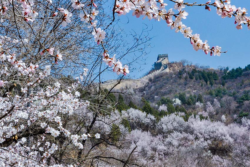 眼下，八達(dá)嶺長(zhǎng)城內(nèi)外春花爭(zhēng)艷。陸軍攝