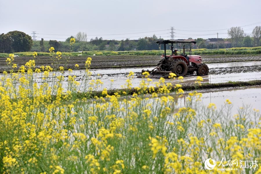 第一批早稻開始插播。崔煒攝